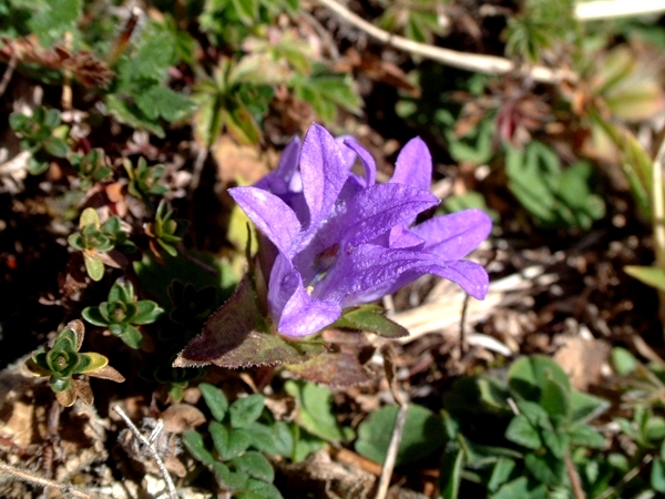 campanula glomerata